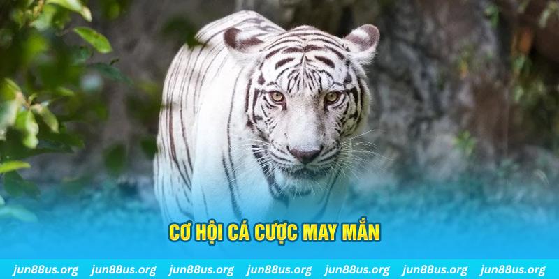 colatv hết slot la gì
