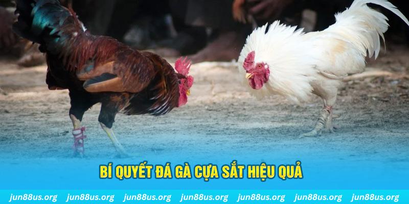 colatv đá gà cựa dao