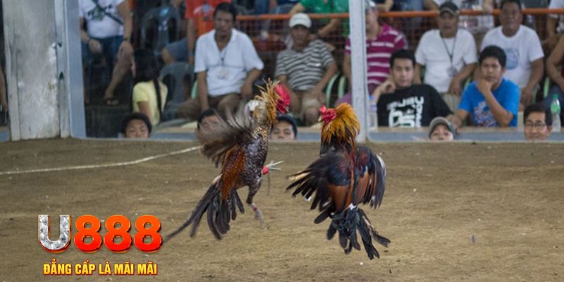 colatv đăng nhập mậu binh online