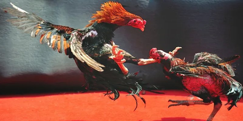 colatv BG Bắn cá