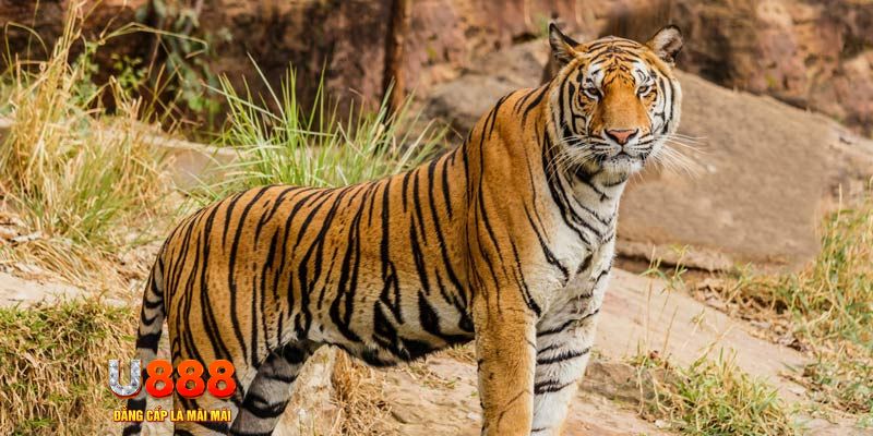 colatv bắn cá rikvip