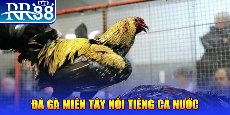 colatv gà chọi c1.com trực tiếp 888