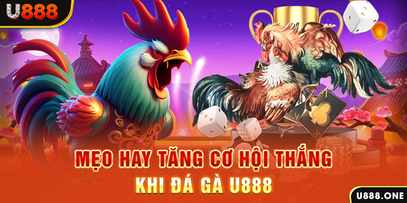 colatv trực tiếp gà chọi c1